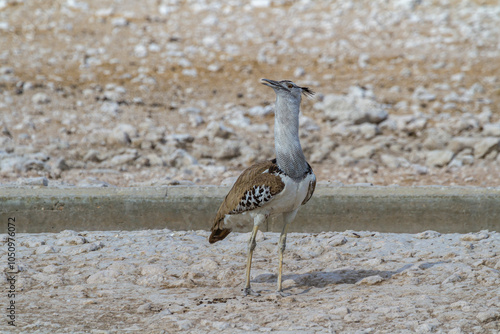 Riesentrappe - Ardeotis Koris, Afrikas schwerster flugfähiger Vogel photo