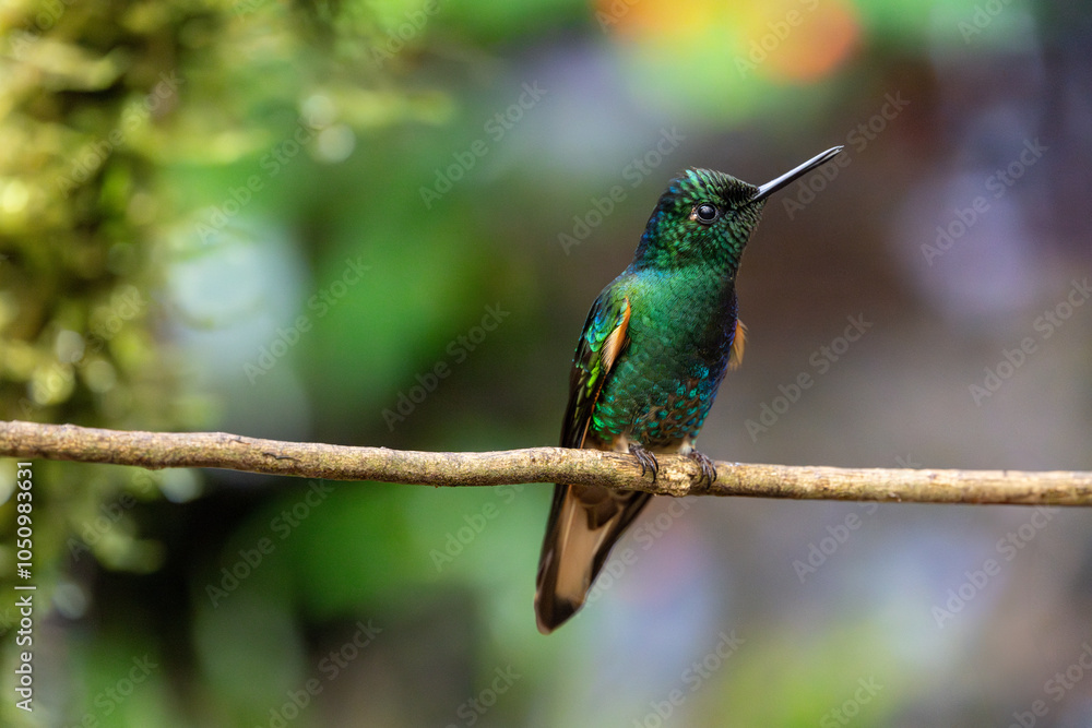 Close-up of a velvet purple coronet hummingbird looking up and to the right while perched on a branch Close-up of a velvet purple coronet hummingbird looking up and to the right while perched on a branch