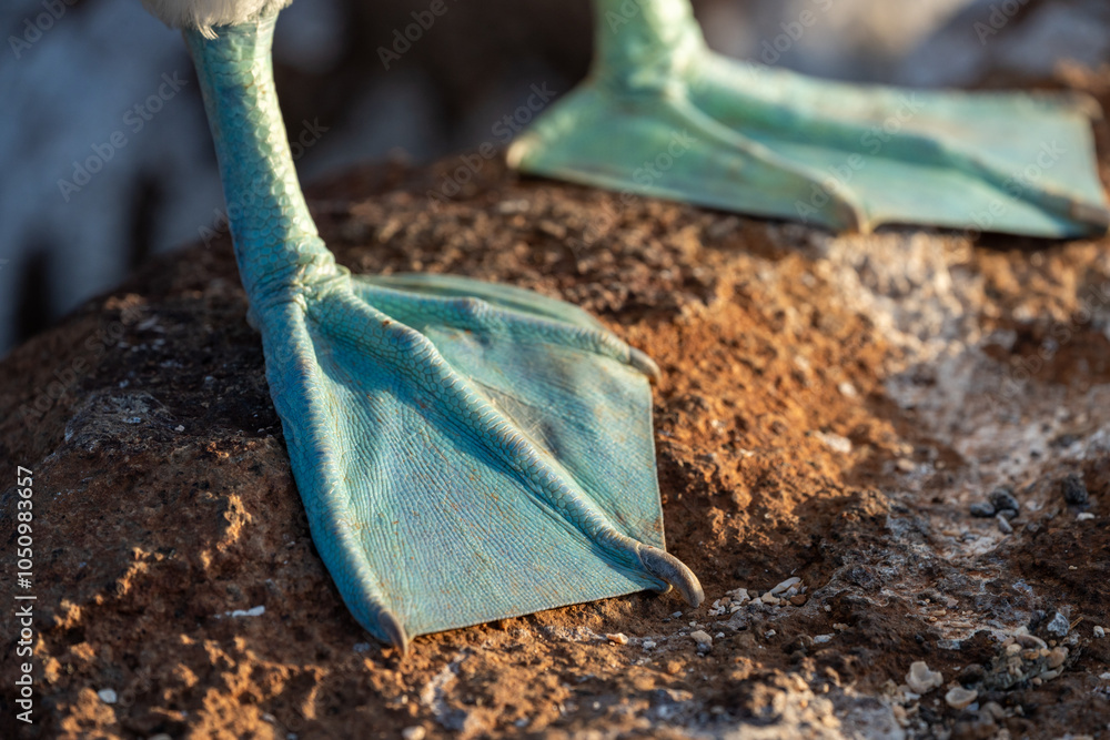 Close-up of blue-footed booby webbed feet in the morning light. The right foot is in the foreground and the left foot is defocused in the background Close-up of blue-footed booby webbed feet in the morning light. The right foot is in the foreground and the left foot is defocused in the background
