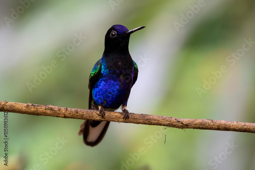 Close-up of a velvet-purple coronet hummingbird keeping one eye on the camera while perched on a branch