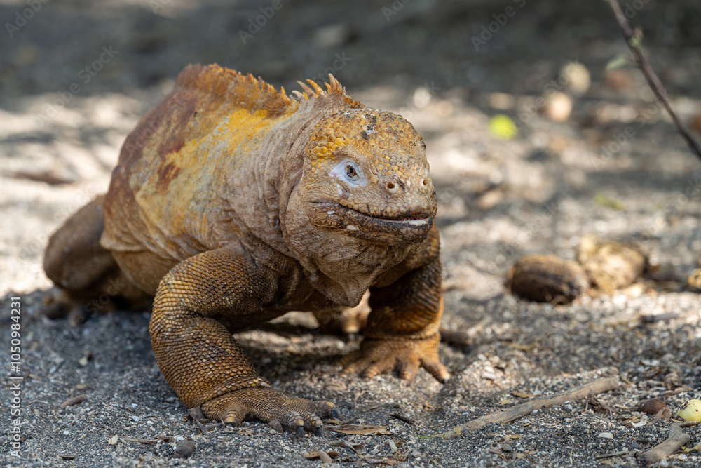 Galapagos yellow land iguana walking across the dirt towards the camera Galapagos yellow land iguana walking across the dirt towards the camera