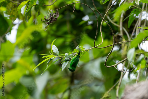 Glistening-green tanager hanging upside down from a leaf in the Ecuadorian cloudforest