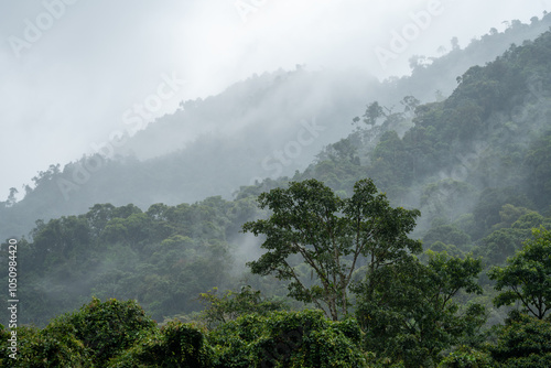 Layers of dense jungle vegetation and low lying clouds in the Mindo Valley photo