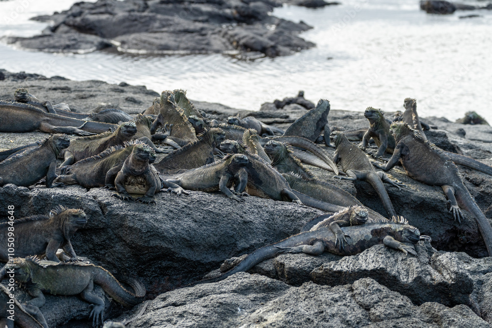 Marine iguanas sprawled out across volcanic rocks in front of a pool of water in the Galapagos Marine iguanas sprawled out across volcanic rocks in front of a pool of water in the Galapagos