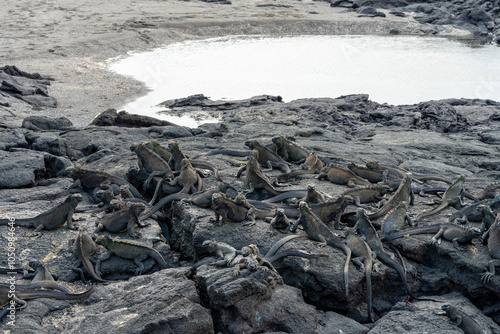 Marine iguanas sprawled out across one another on top of volcanic rocks in front of a pool of water photo