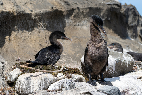 Εκτύπωση καμβά Nesting flightless cormorants on a sunny rocky ledge in the Galapagos