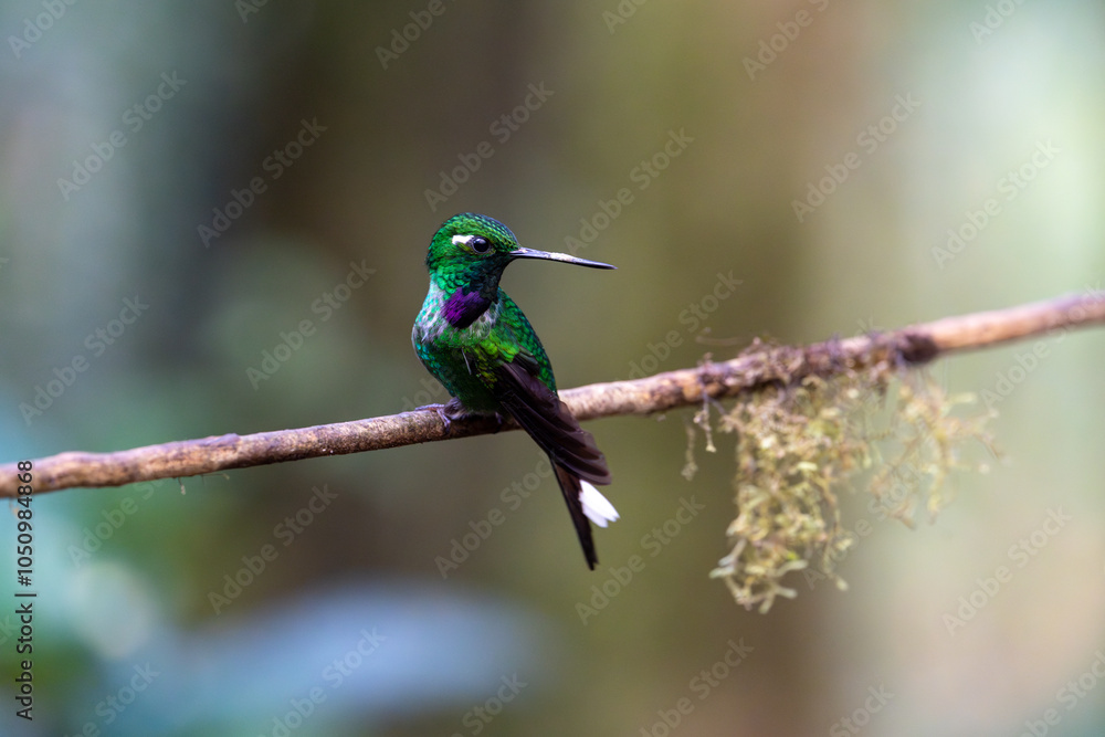 Purple-bibbed whitetip hummingbird looking back across it's body to the right, clearly showing purple throat patch Purple-bibbed whitetip hummingbird looking back across it's body to the right, clearly showing purple throat patch