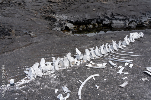 Pilot whale skeleton on volcanic rock. The bleached white bones contrast the dark rock