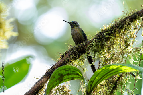 Εκτύπωση καμβά Underside view of a violet-tailed sylph hummingbird perched on a mossy branch wi