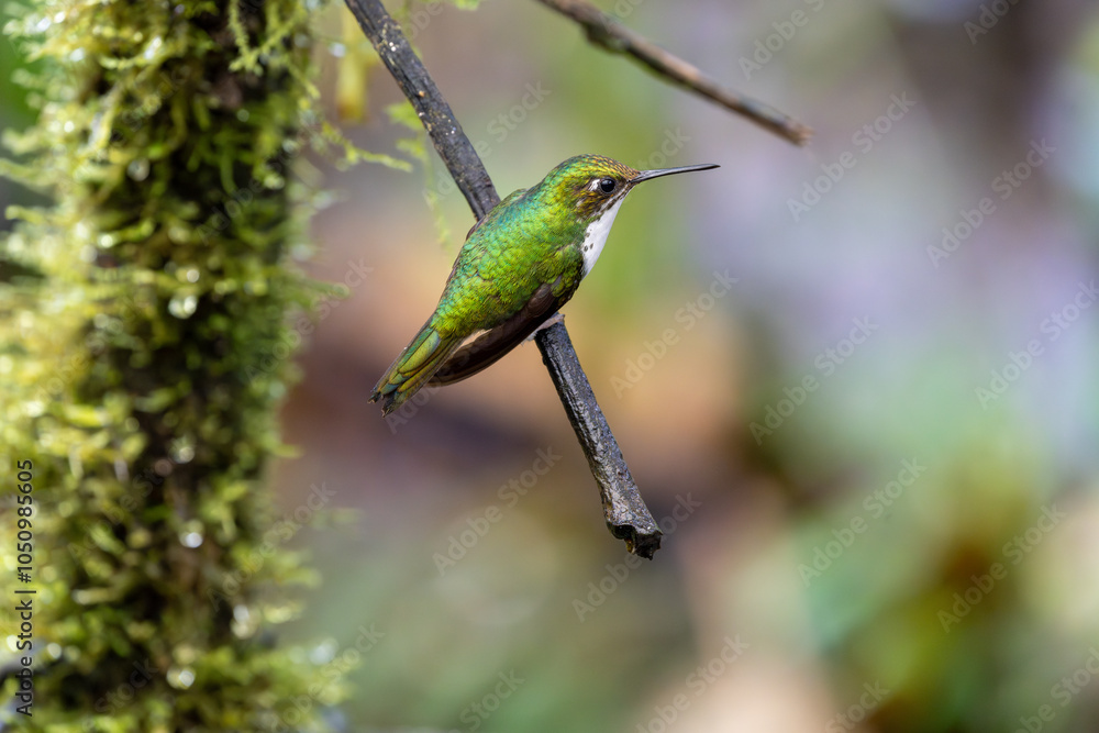 Fototapeta premium Andean emerald hummingbird perched on a twig while facing right. Profile view from beak to tailfeathers