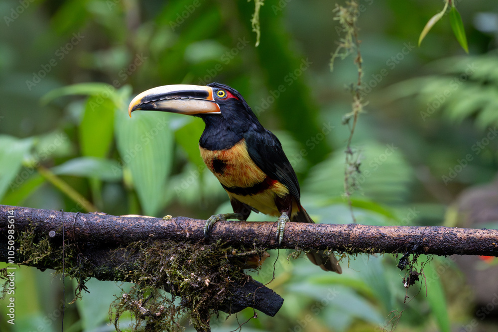 Aracari toucan perched on a thick log. Full yellow, red, and black plumage is all clearly visible as it faces left Aracari toucan perched on a thick log. Full yellow, red, and black plumage is all clearly visible as it faces left