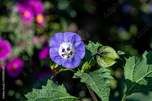 Close up of an apple of Peru (nicandra physalodes) flower in bloom. Nicandra physalodes is a species of flowering plant in subfamily Solanoideae of the nightshade family. photo