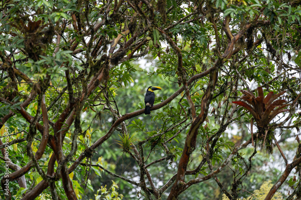 Fototapeta premium Choco toucan perched in a tree branch in the rain, facing to the right