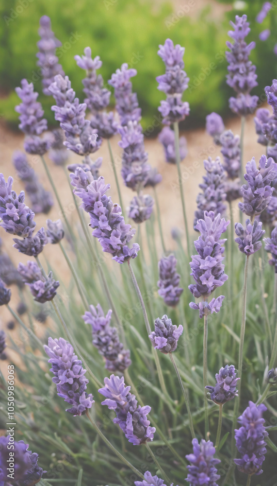 Fototapeta premium Lavender flowers in the garden in pastel colors