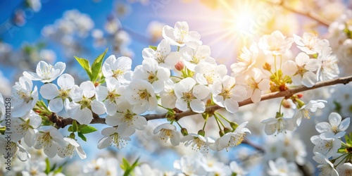 Delicate white blossoms bloom on a branch bathed in the golden glow of the sun against a clear blue sky.