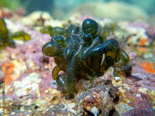 Green bubble algae, underwater photo of this unique sea algae