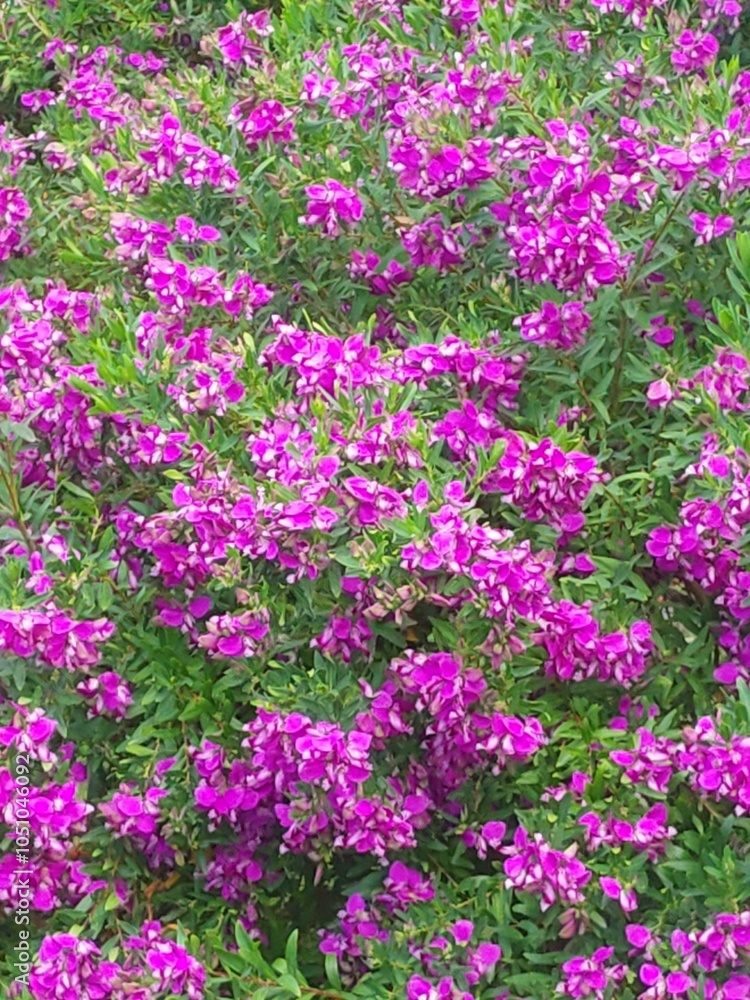 colourful blooming flower botanical garden colourful blooming flower botanical garden
