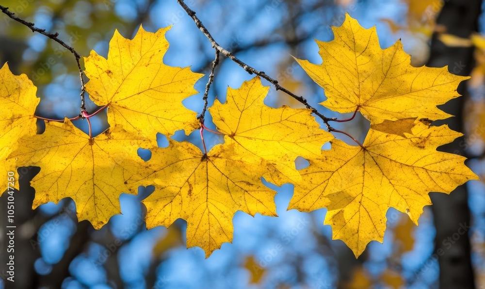 Obraz premium Yellow Maple Leaves Against a Blue Sky in Fall