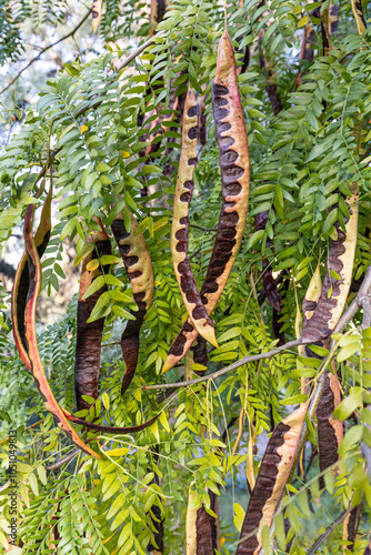 Carob tree , fresh green carob berries carob healthy food, Ceratonia siliqua (carob). Carob tree (latin name - Ceratonia siliqua) fruits, hanging from a branch. photo