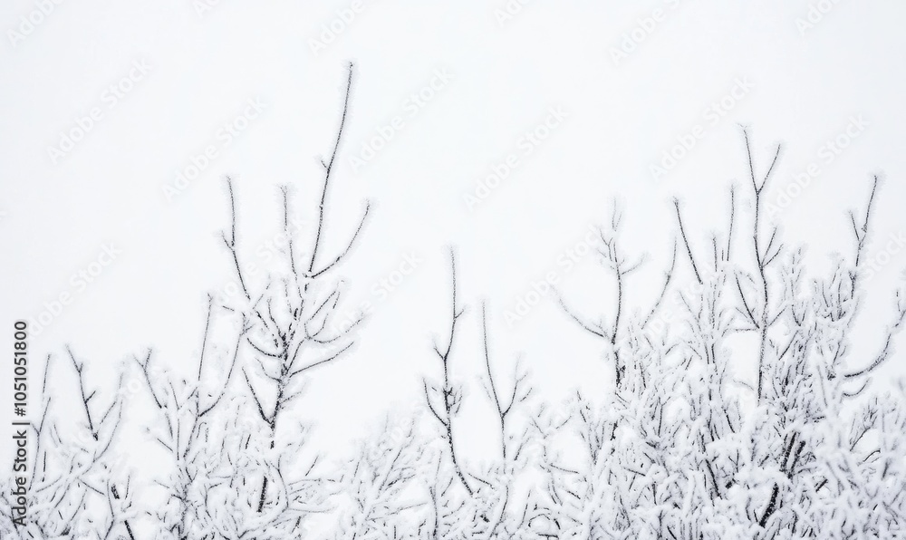 Obraz premium Snow-Covered Branches in a Winter Wonderland