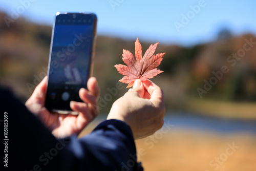 紅葉　葉　スマートホンで撮影している女性　イメージ