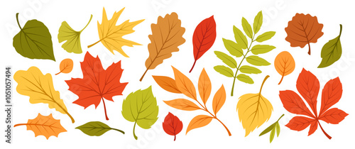 Vector illustration featuring a variety of autumn leaves in warm colors like red, orange, yellow, green. Different leaf shapes and details showcase seasonal foliage, perfect for fall-themed designs