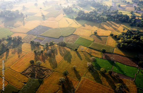 golden rice fields in Ta Pa photo