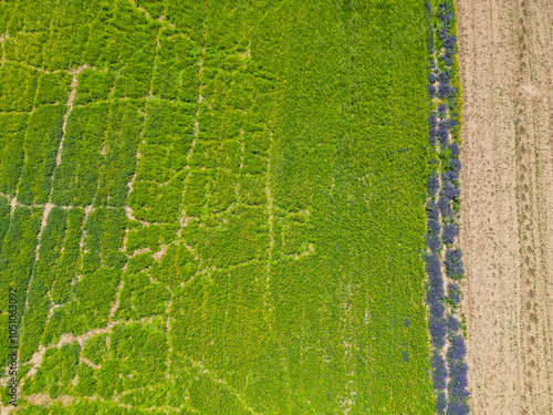 Aerial photo of Qinghai Lake highland barley fields photo