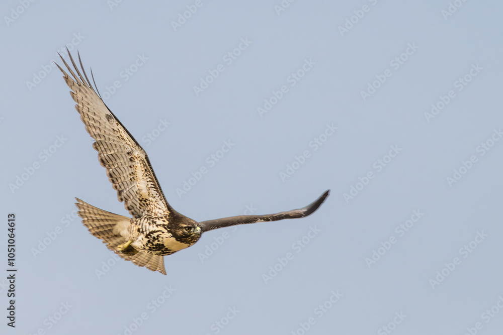 Fototapeta premium Soaring Hawk
