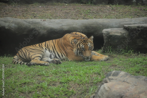 tiger in the wild photo