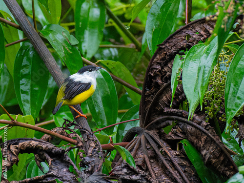 Bocas del Toro, Changuinola, Charagre, Comederos Colibri, Panama, Snowy Cotinga House photo