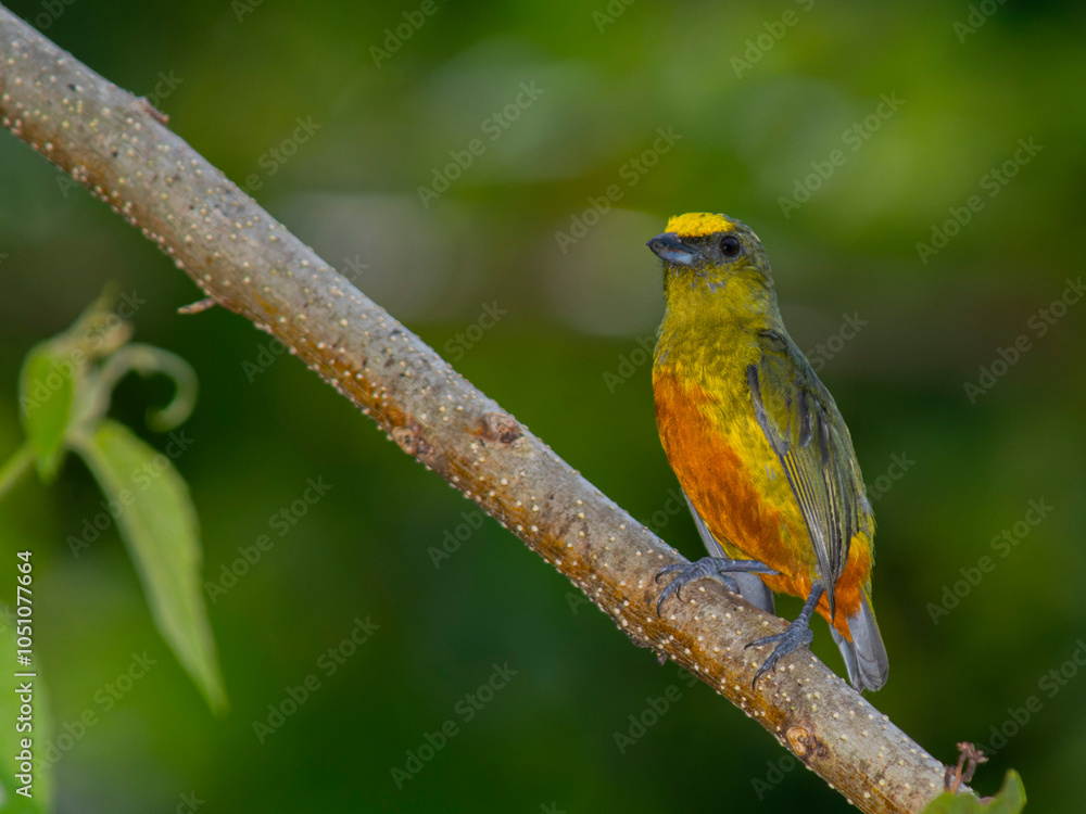 euphonia gouldi. bocas del toro, olive-backed euphonia, panama euphonia gouldi. bocas del toro, olive-backed euphonia, panama