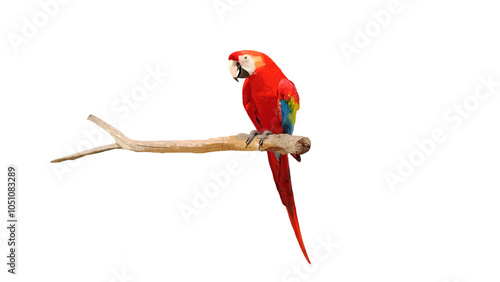 Close-up photo of a beautiful scarlet macaw parrot perched on a branch isolated on a png file on transparent background.