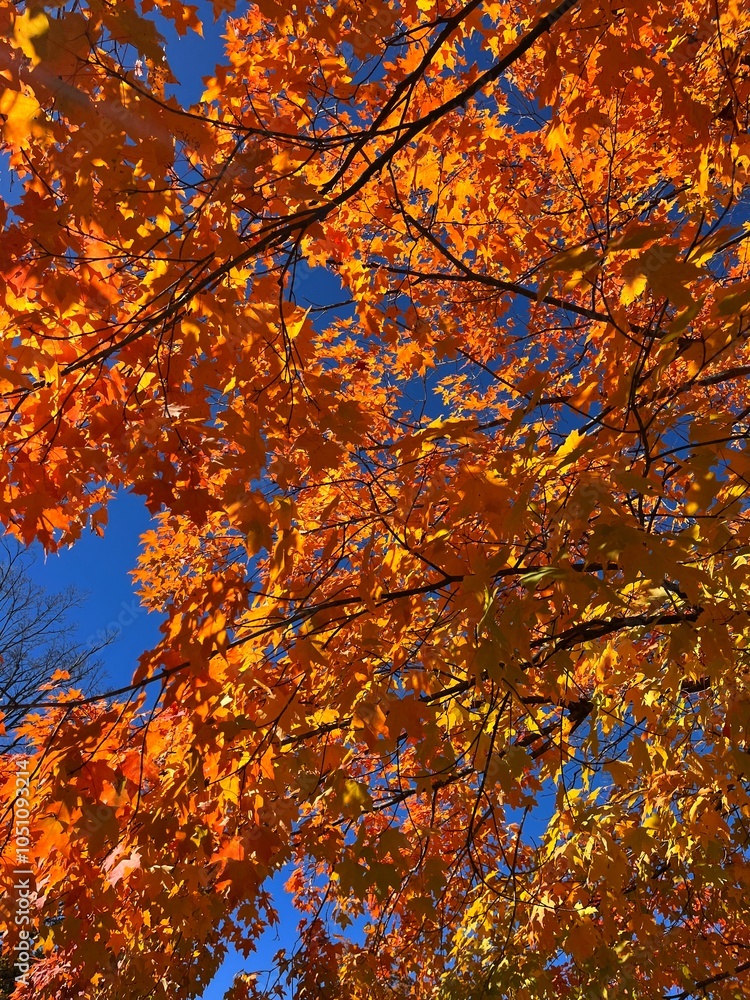 Vibrant Orange Autumn Leaves on Tree in Vermont Vibrant Orange Autumn Leaves on Tree in Vermont