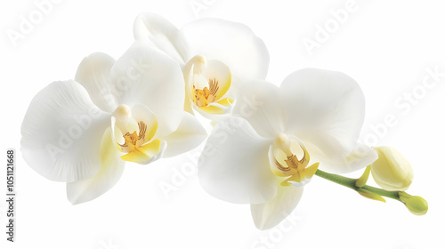 Nauture and Flower Background - A cluster of elegant white orchids with yellow accents on a clean background.