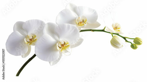 Nauture and Flower Background - A cluster of elegant white orchids showcasing their delicate petals and natural beauty.