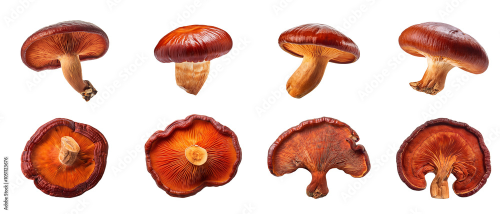 Collection of various shiitake mushrooms on a white isolate background. Collection of various shiitake mushrooms on a white isolate background.