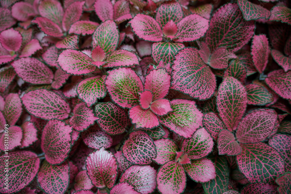 Fototapeta premium Close-up photo of pink Fittonia leaves growing luxuriantly