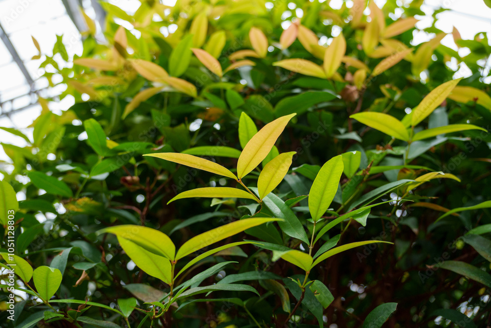 Garden scenery with refreshing green leaves Garden scenery with refreshing green leaves