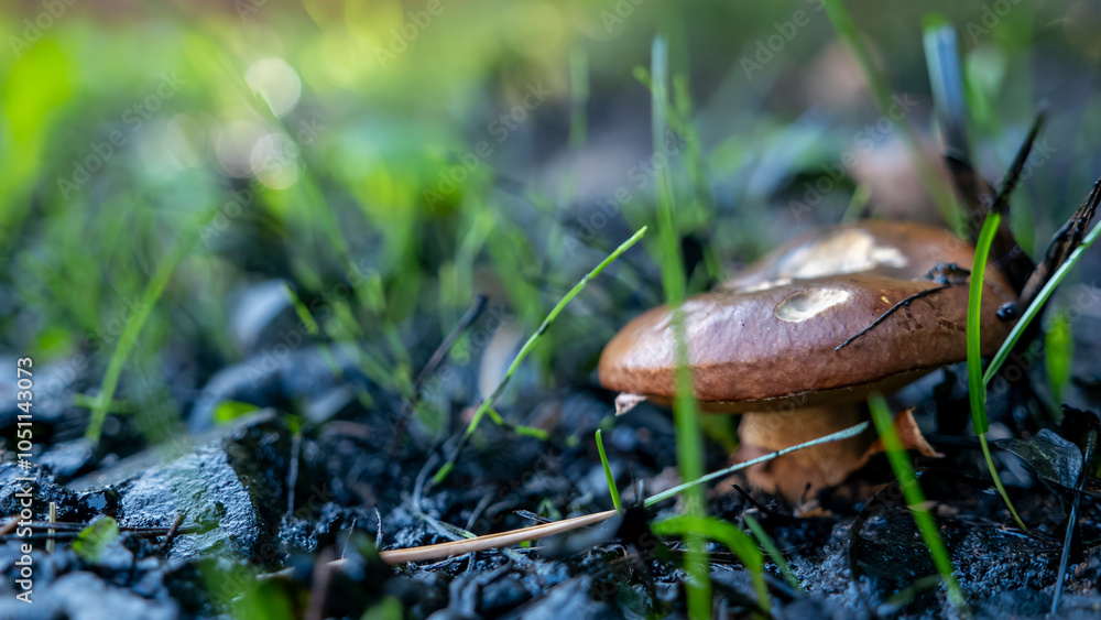 Mushrooms and beautiful Foliage thrive in a Lush and vibrant Forest Setting filled with life Mushrooms and beautiful Foliage thrive in a Lush and vibrant Forest Setting filled with life