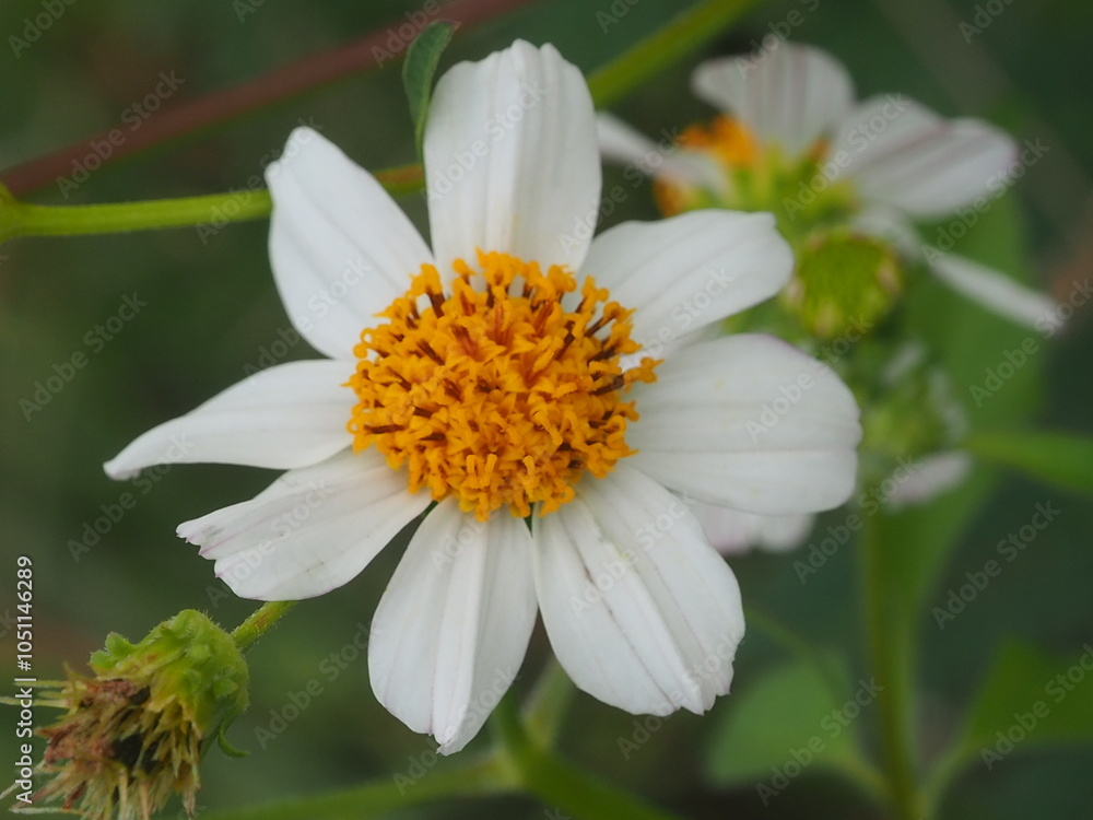 Fototapeta premium Bidens pilosa