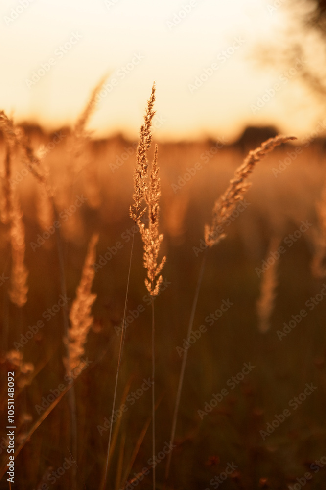 Obraz premium Sunset in the field. Close view of grass stems against dusty sky. Calm and natural background.