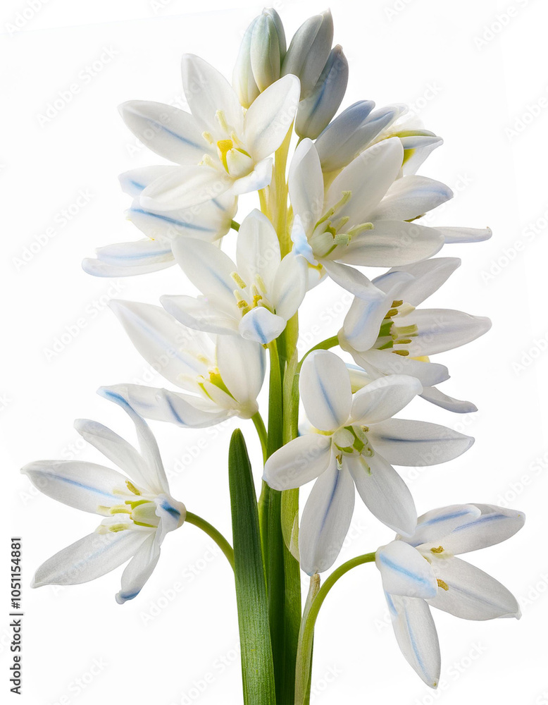 Stunning white squill flower branch design element Stunning white squill flower branch design element