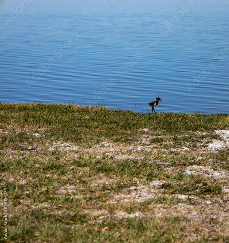 Little baby lapwing walking along the edge of the lake. photo