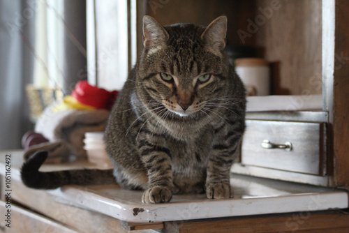 Картината върху платно fierce predatory feline green eyes brown tiger stripe tabby shorthair alert focu