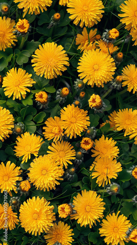 a large number of yellow dandelions are arranged in a dense pattern against a large field