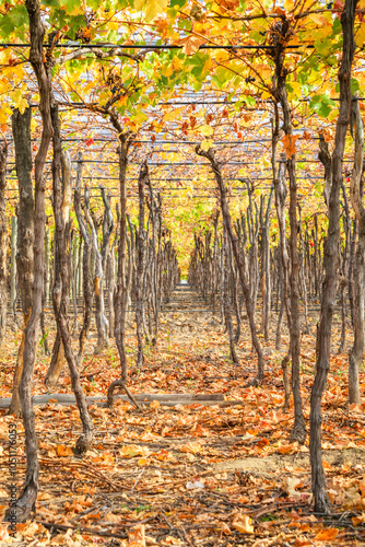  We see a beautiful grapevine with perfect rows, showing its colors, in autumn, waiting for the arrival of winter, a vanishing point that invites us to explore, Tunuyan Mendoza Arg.