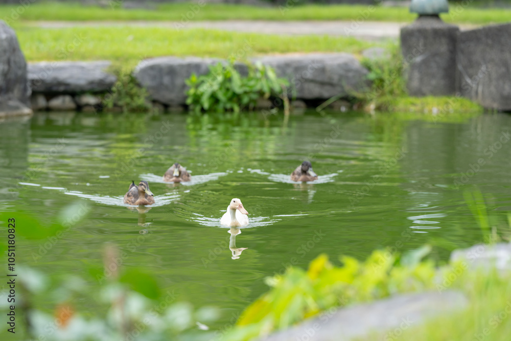 Group of ducks are swimming in a pond. Group of ducks are swimming in a pond.