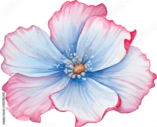 pink rose isolated on white