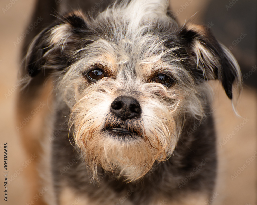 Portrait Of Schnauzer Mix Puppy Dog with Mohawk Portrait Of Schnauzer Mix Puppy Dog with Mohawk